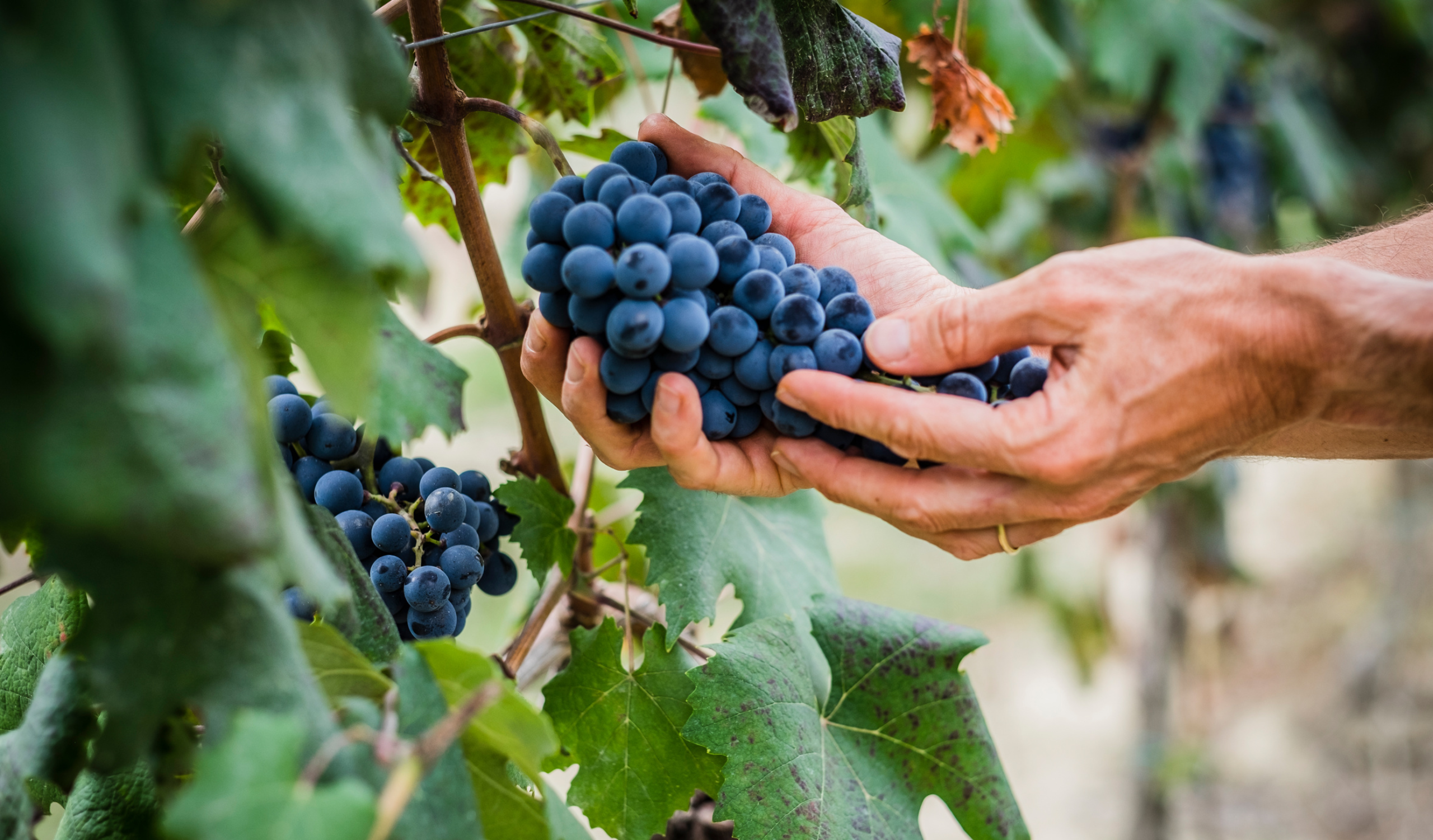 Caratteristiche polizza aziende vinicole