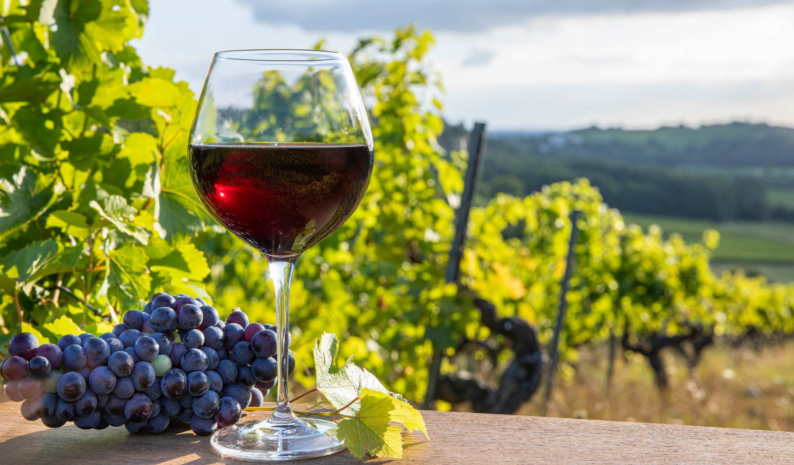 Garanzie polizza azienda vinicola