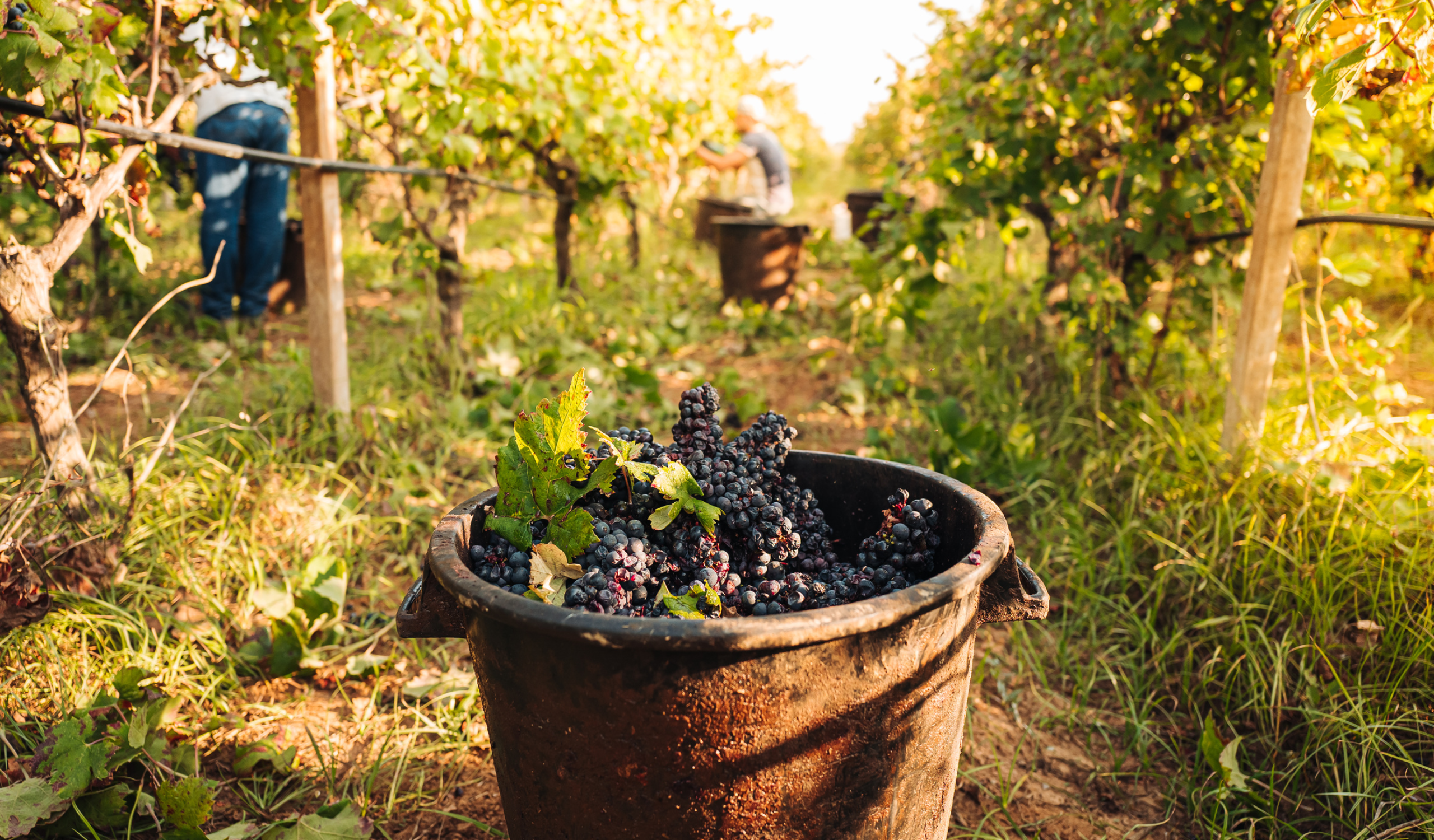 Importanza polizza aziende vinicole