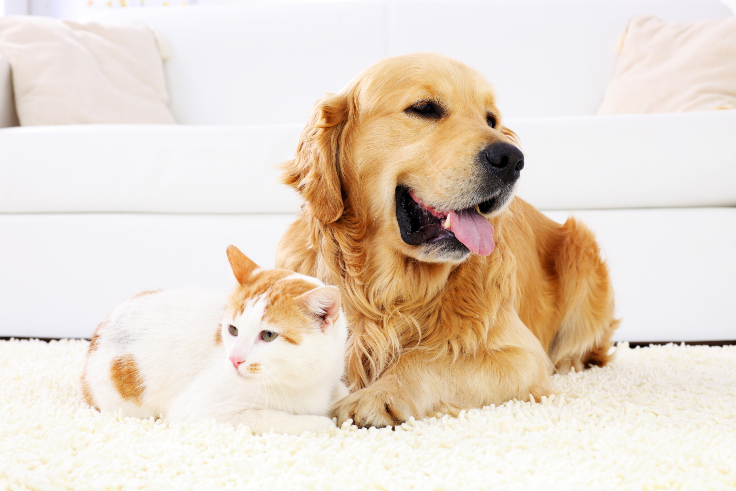 Caratteristiche polizza animali domestici