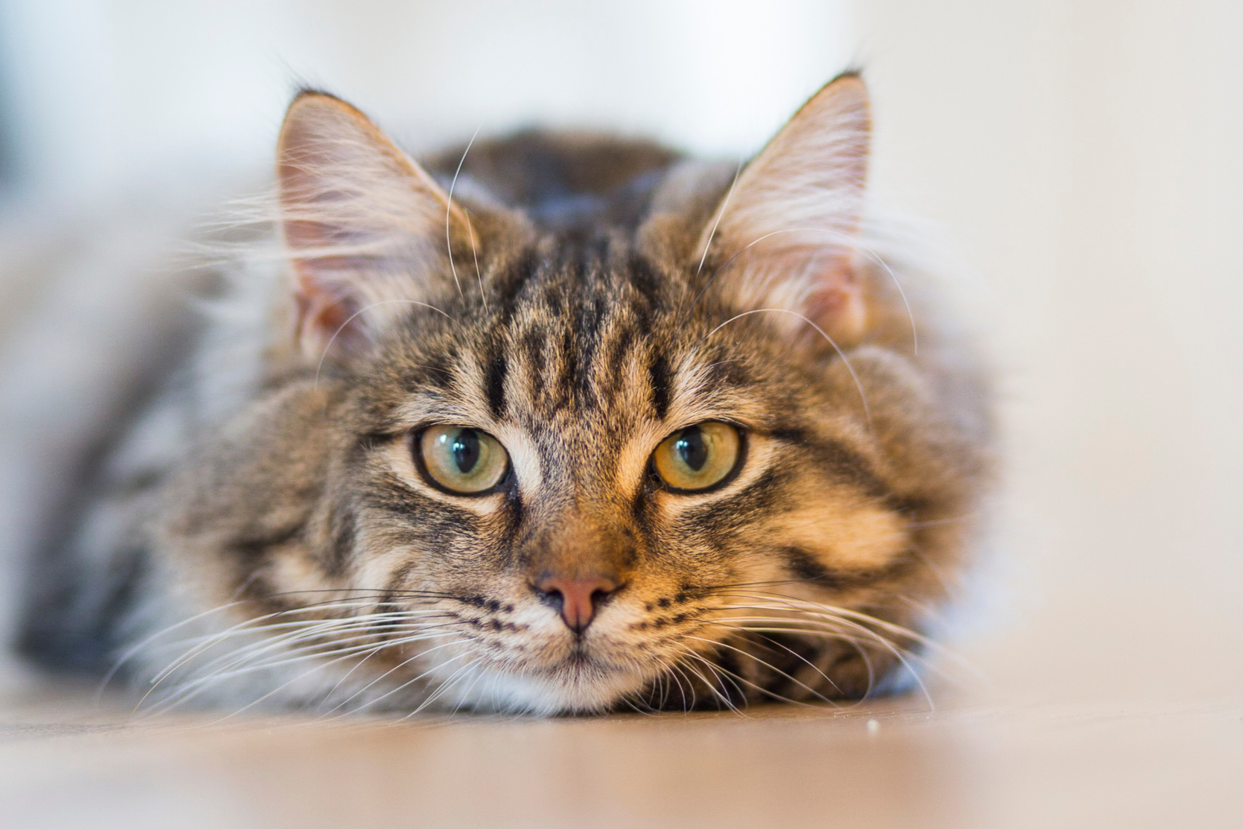 Giornata internazionale gatto