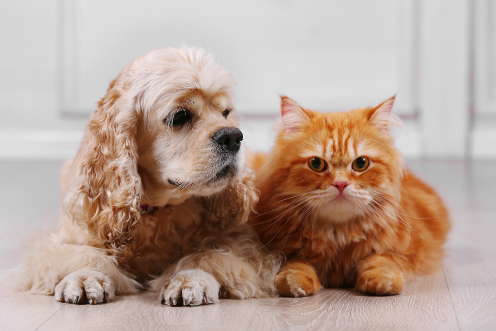 Polizza Animali Domestici