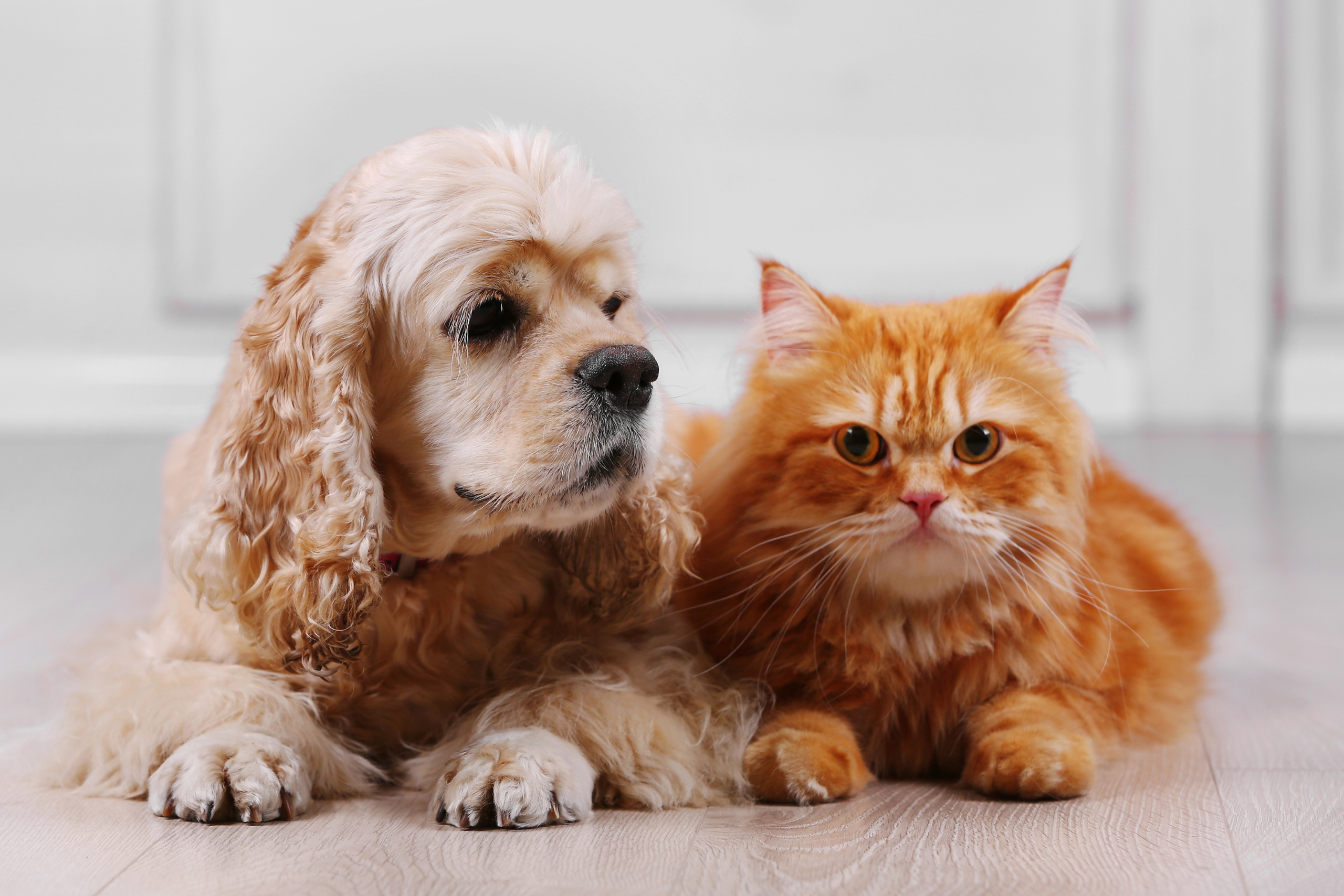 Polizza Animali Domestici